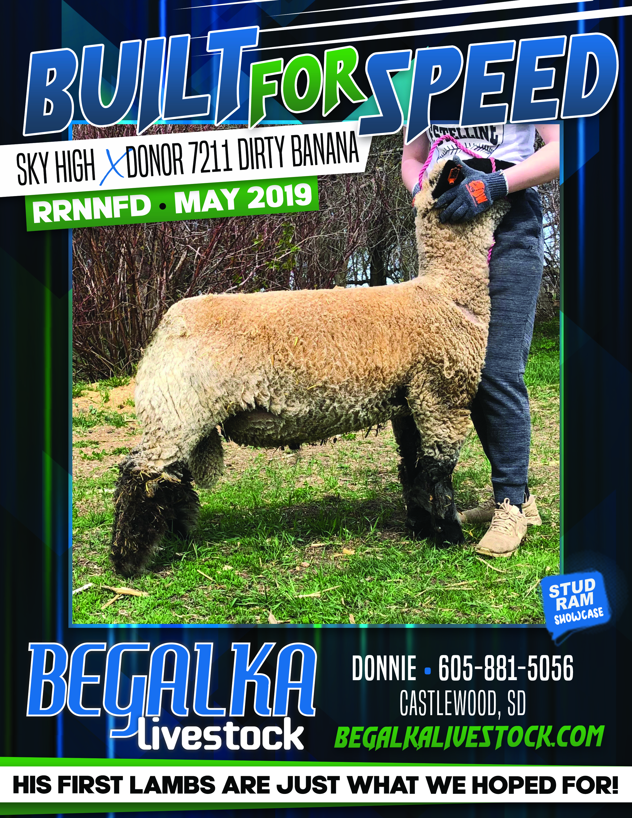 Begalka Livestock | Sires